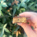 PULSIN - Proteinbar glutenfri Choc Fudge